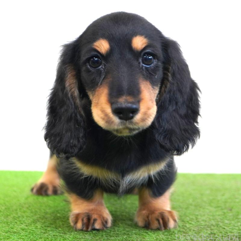 販売中の愛媛県のミニチュアダックスフンド(ロングヘアード)-425857の2枚目