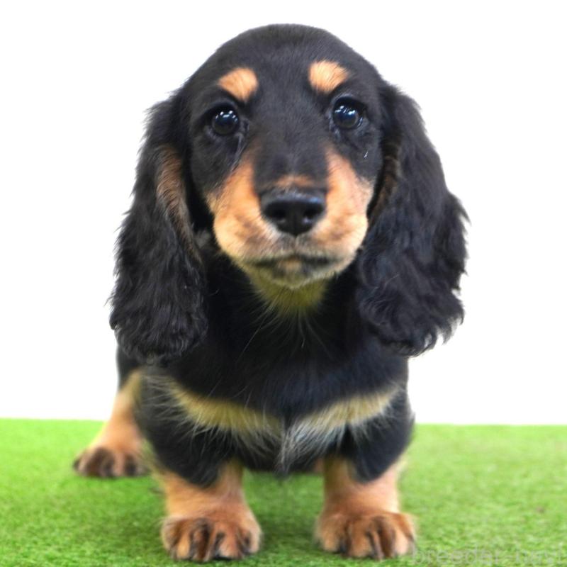 販売中の愛媛県のミニチュアダックスフンド(ロングヘアード)-425857