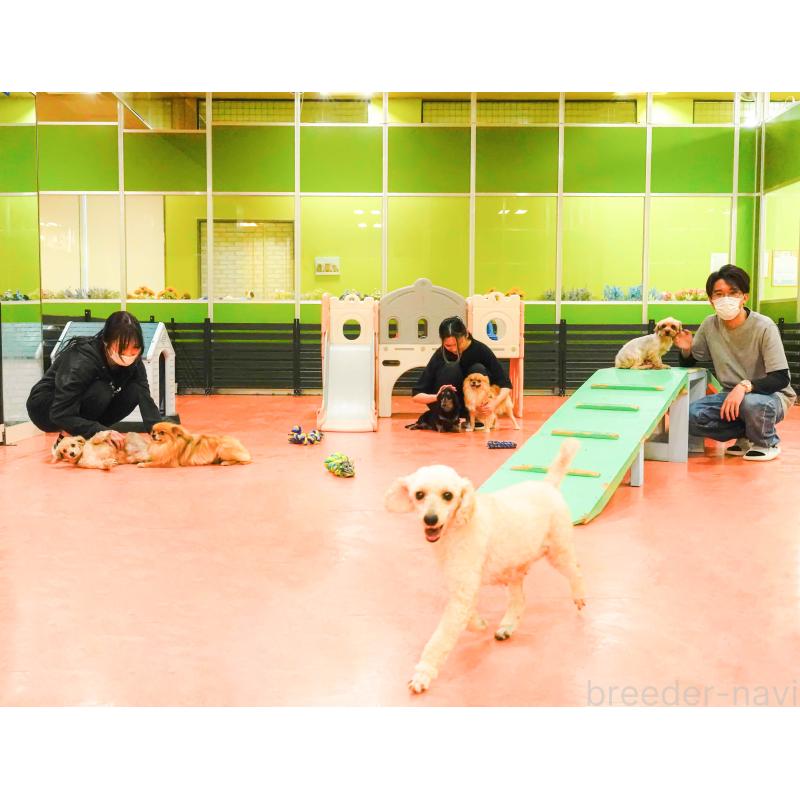 販売中の神奈川県のミックス犬-425860の3枚目