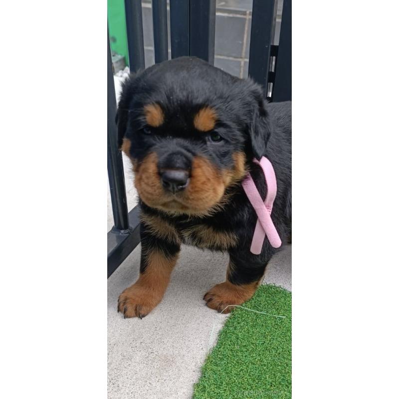 成約済の神奈川県のロットワイラー-424319の3枚目