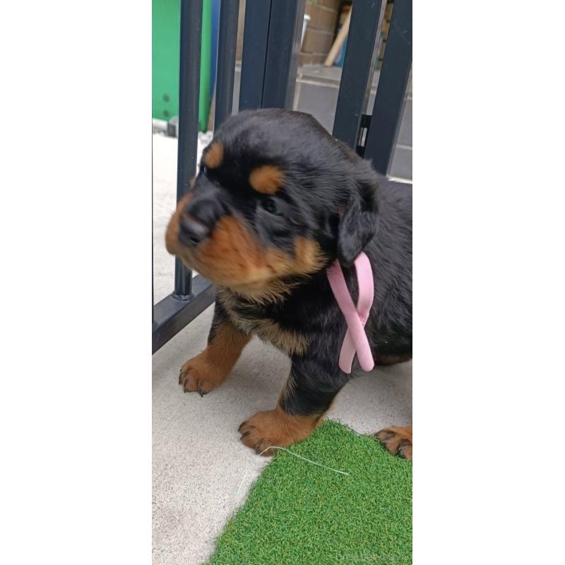 成約済の神奈川県のロットワイラー-424319の2枚目