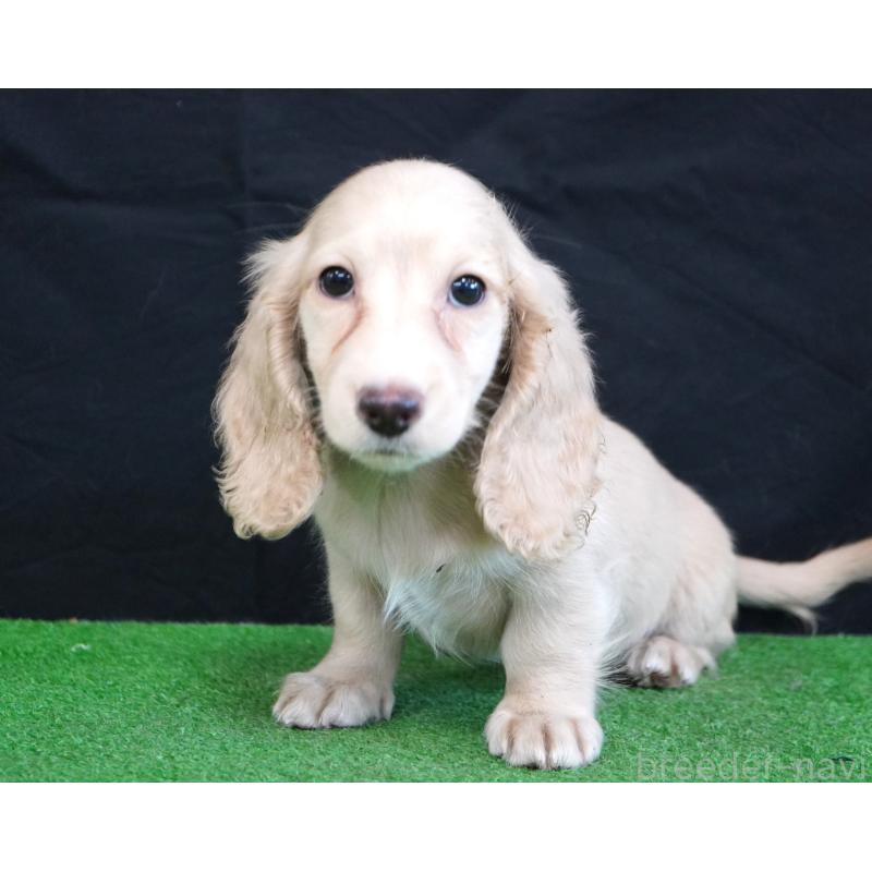 販売中の愛媛県のミニチュアダックスフンド(ロングヘアード)-425859の2枚目