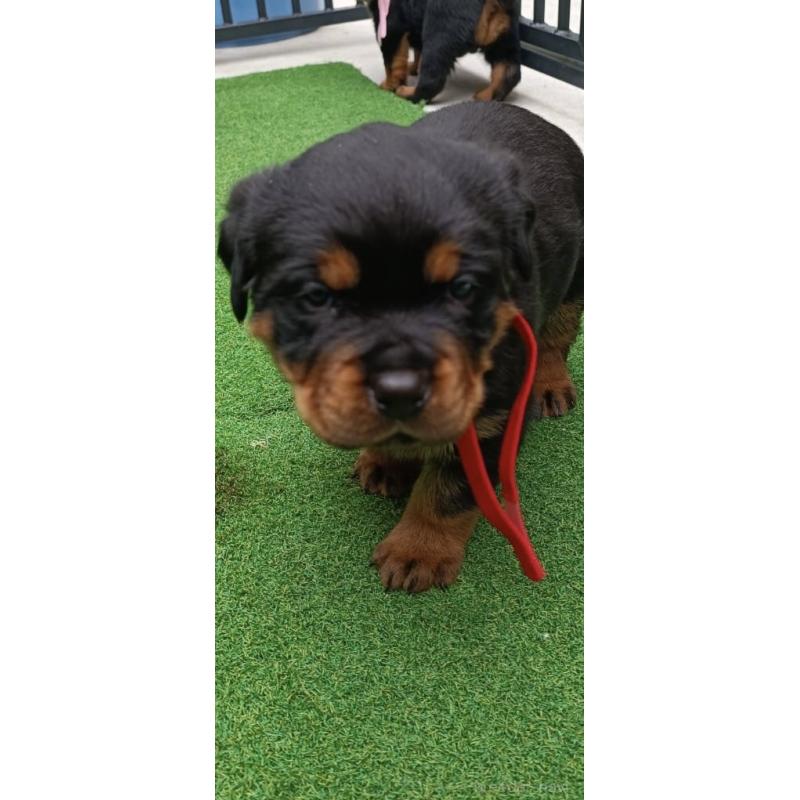 成約済の神奈川県のロットワイラー-424315の3枚目