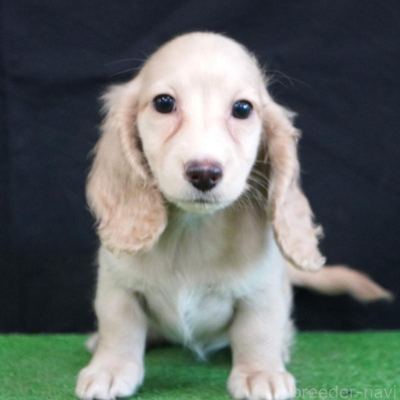 販売中の愛媛県のミニチュアダックスフンド(ロングヘアード)-425859