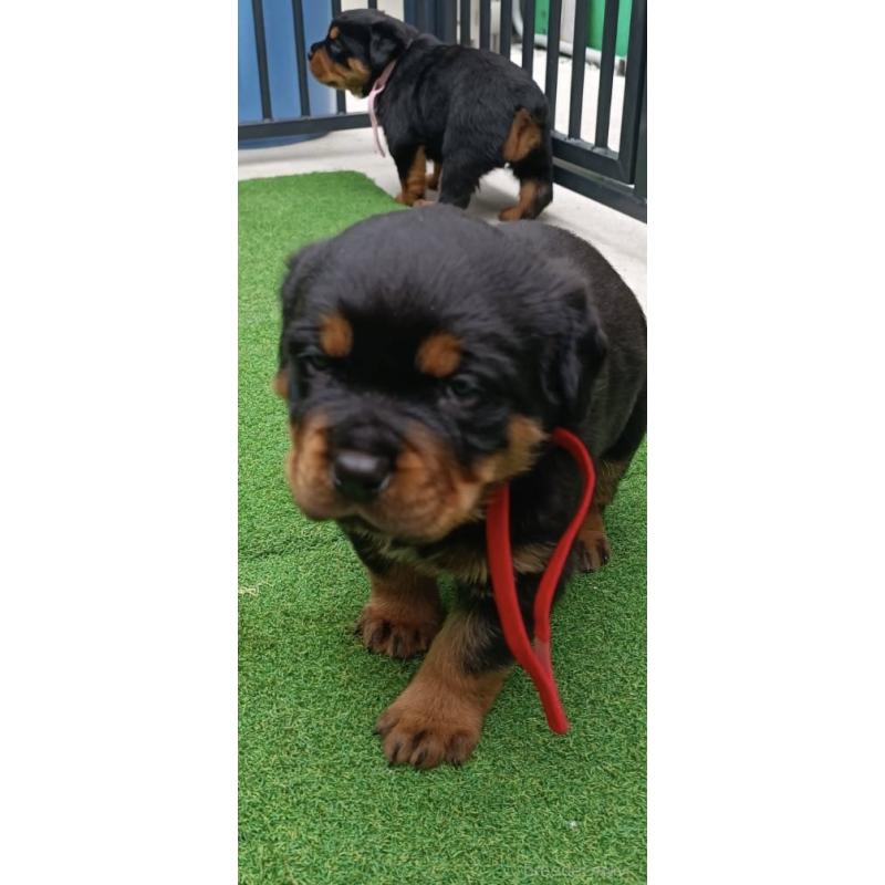 成約済の神奈川県のロットワイラー-424315の2枚目