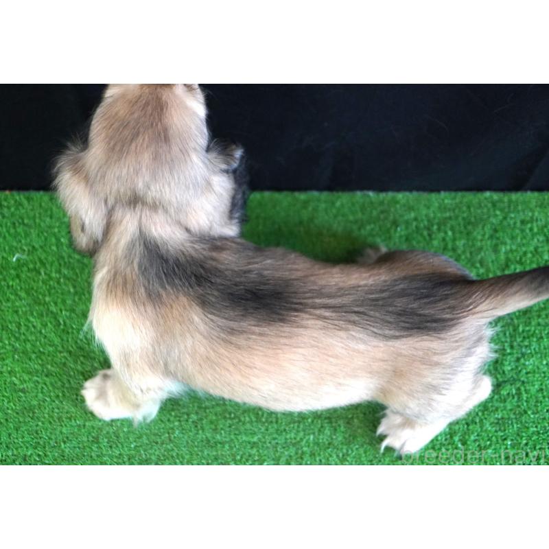 販売中の愛媛県のミニチュアダックスフンド(ロングヘアード)-425861の3枚目