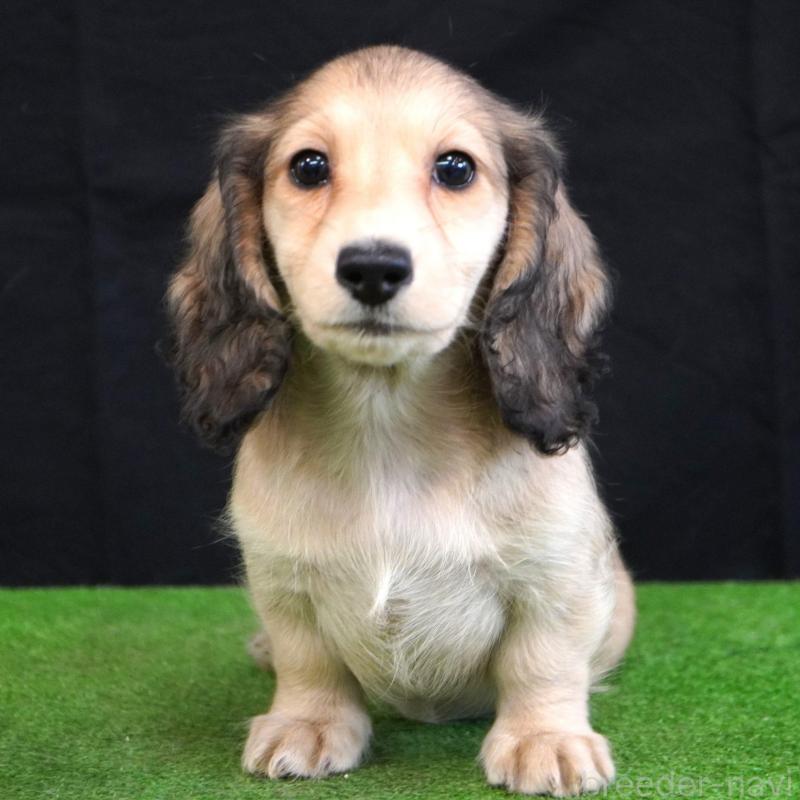 販売中の愛媛県のミニチュアダックスフンド(ロングヘアード)-425861