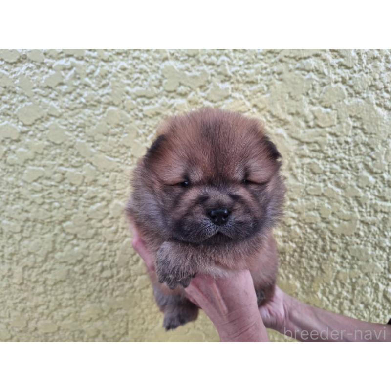 販売中の千葉県のチャウチャウ-425862