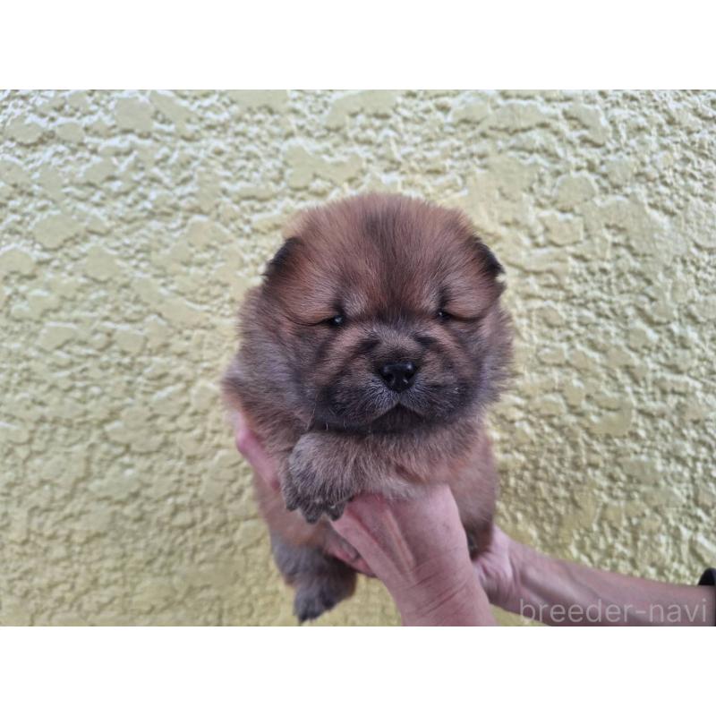 販売中の千葉県のチャウチャウ-425862の4枚目