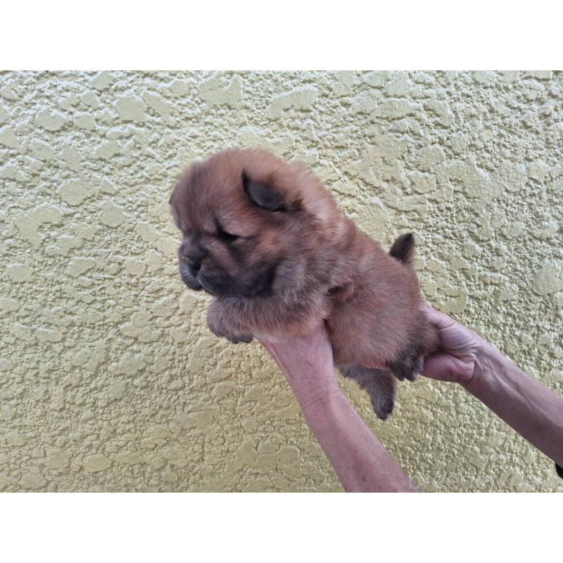 販売中の千葉県のチャウチャウ-425862の3枚目