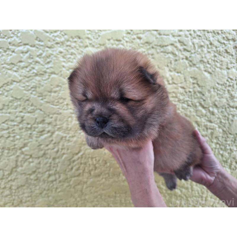 販売中の千葉県のチャウチャウ-425862の2枚目