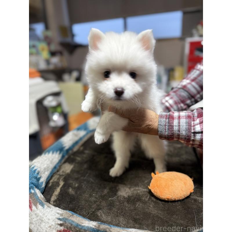 販売中の静岡県の日本スピッツ-425866の8枚目