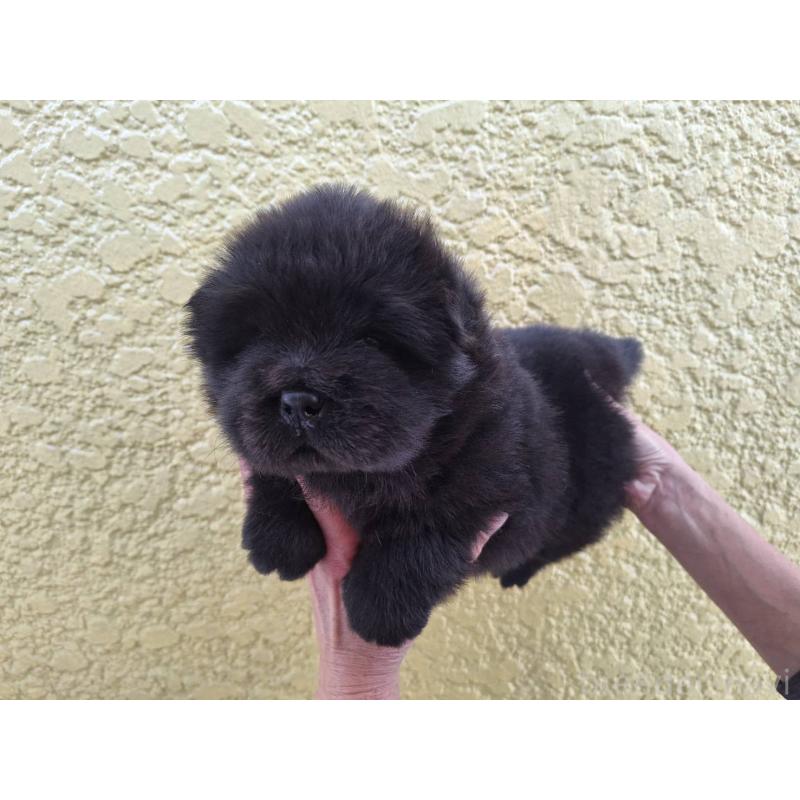 販売中の千葉県のチャウチャウ-425864の3枚目