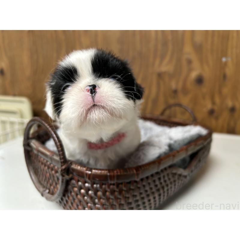 成約済の静岡県の狆 (チン)-424015の8枚目