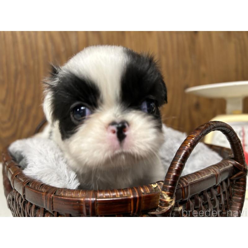 成約済の静岡県の狆 (チン)-424015の7枚目