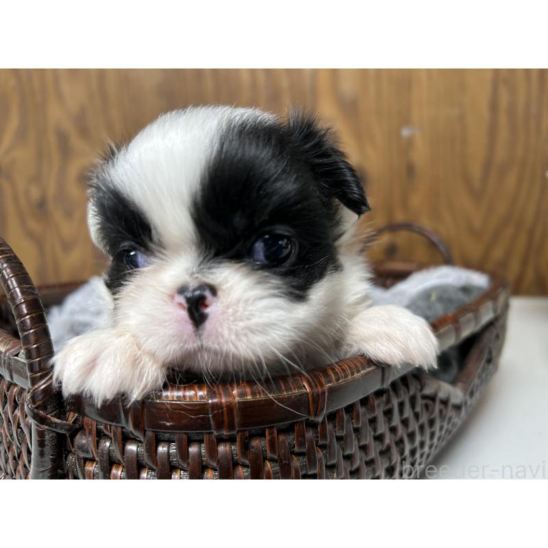 成約済の静岡県の狆 (チン)-424015の5枚目