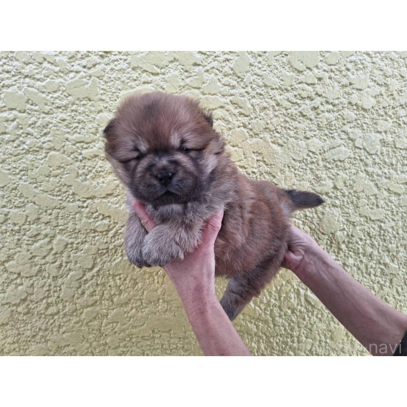 販売中の千葉県のチャウチャウ-425865の2枚目