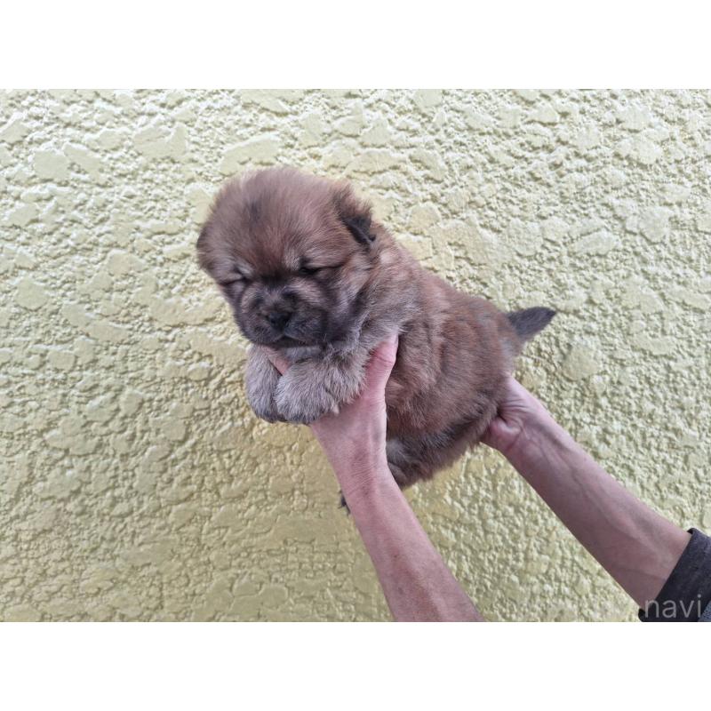 販売中の千葉県のチャウチャウ-425865の3枚目