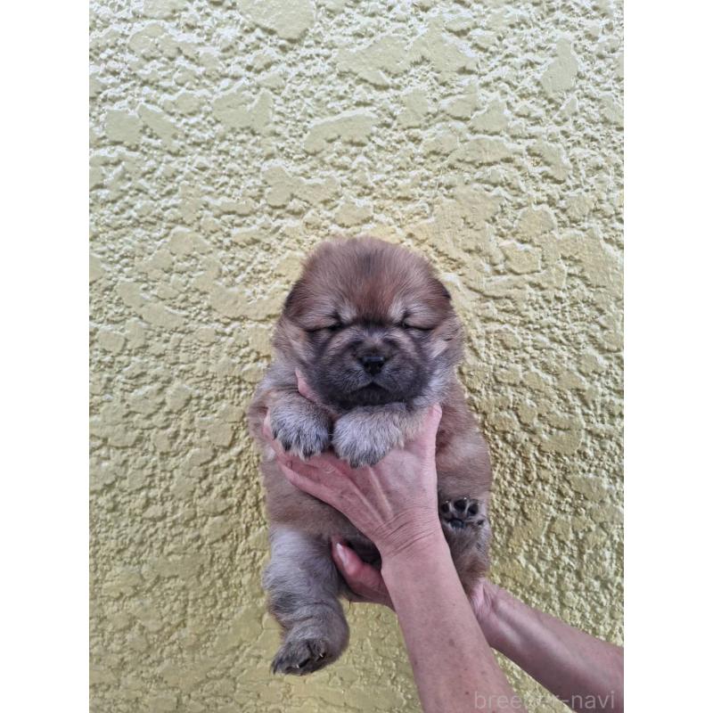 販売中の千葉県のチャウチャウ-425865の1枚目