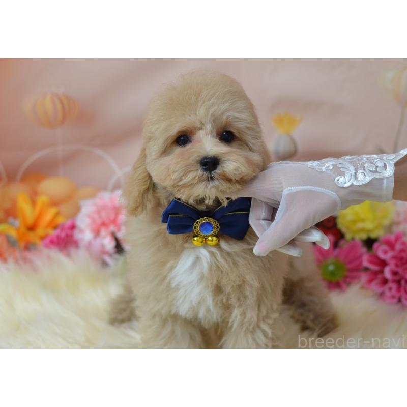 成約済の埼玉県のミックス犬-413226の22枚目