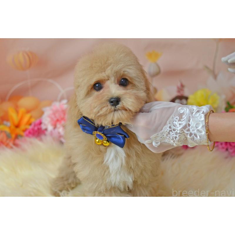 成約済の埼玉県のミックス犬-413226の21枚目