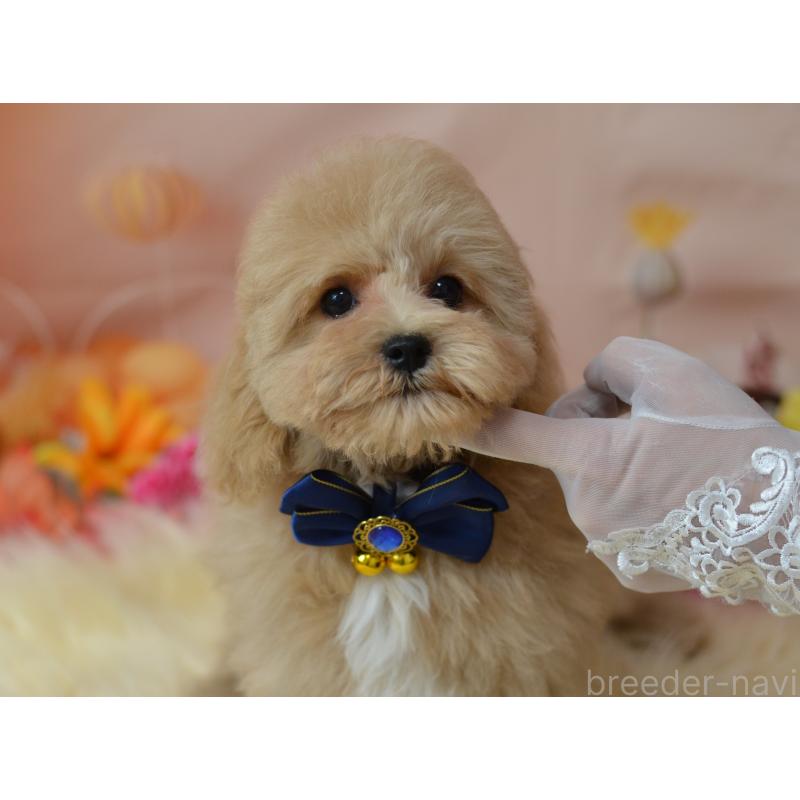 成約済の埼玉県のミックス犬-413226の20枚目