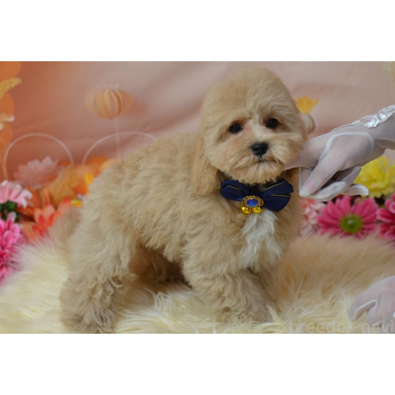 成約済の埼玉県のミックス犬-413226の19枚目