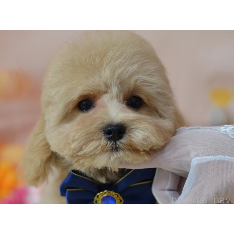 成約済の埼玉県のミックス犬-413226の18枚目