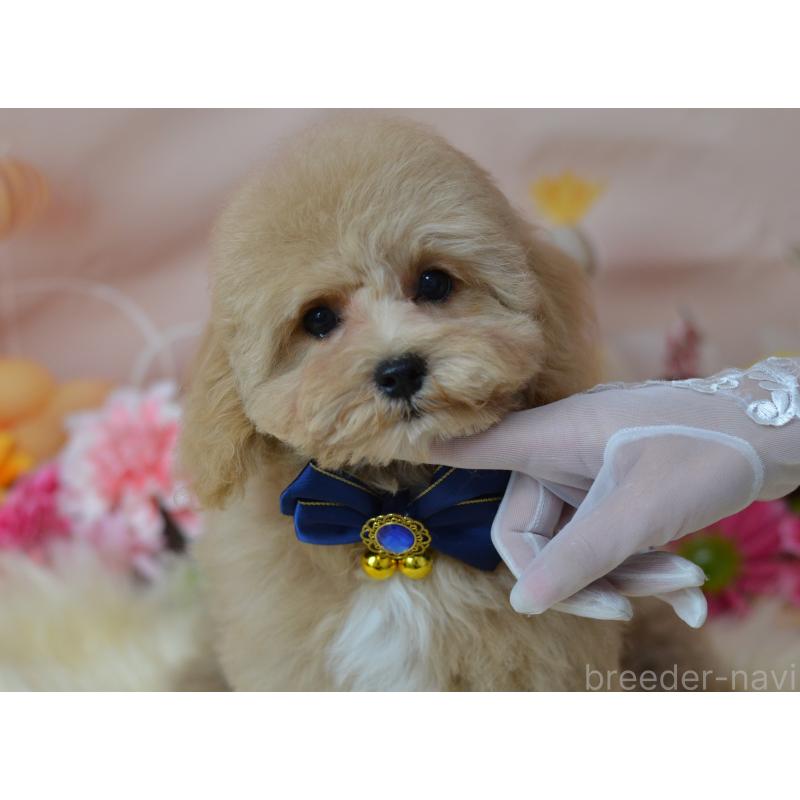 成約済の埼玉県のミックス犬-413226の17枚目