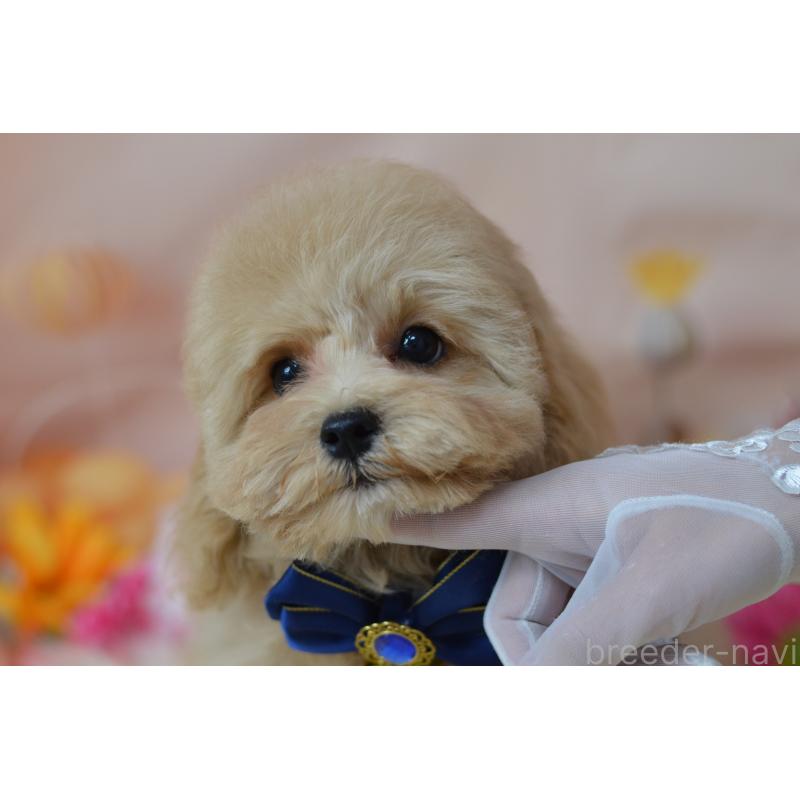 成約済の埼玉県のミックス犬-413226の16枚目