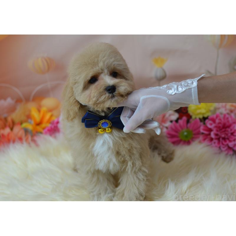 成約済の埼玉県のミックス犬-413226の15枚目