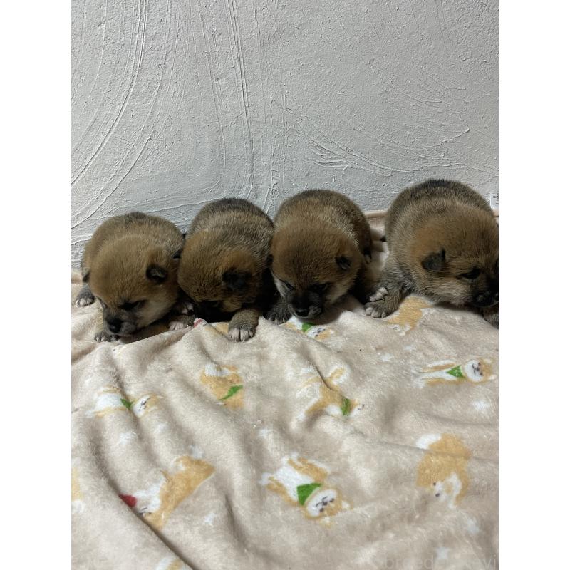 販売中の茨城県の柴犬-425868の5枚目