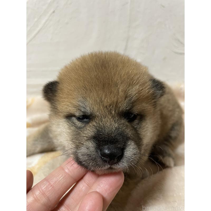 販売中の茨城県の柴犬-425868の4枚目