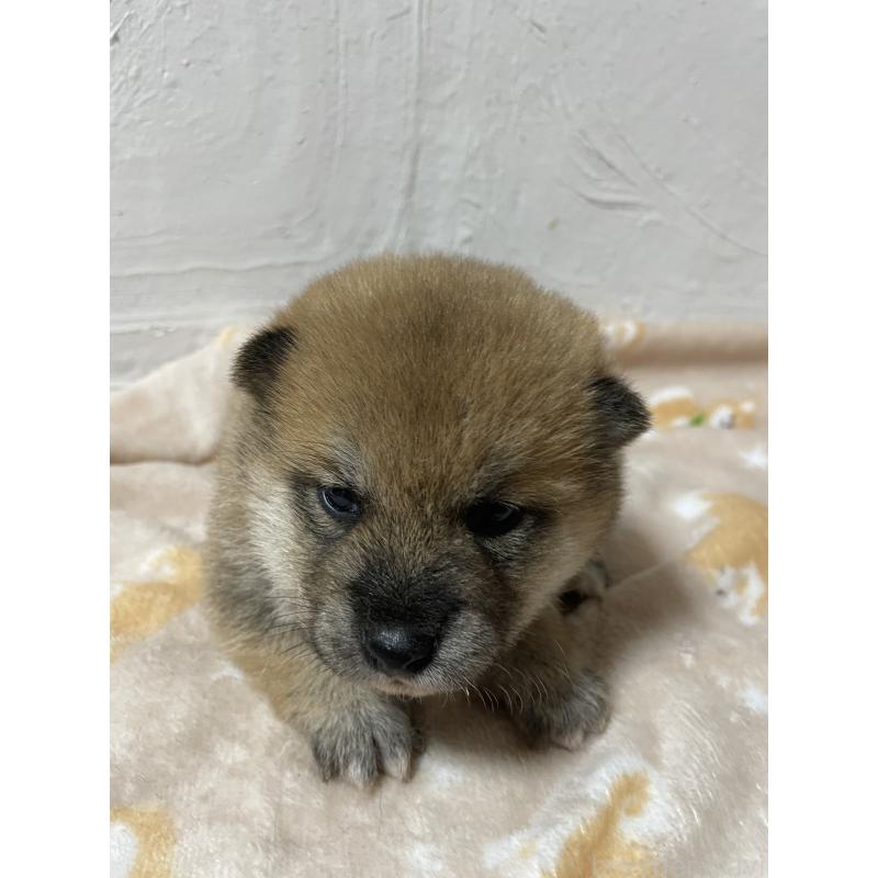 販売中の茨城県の柴犬-425868の3枚目