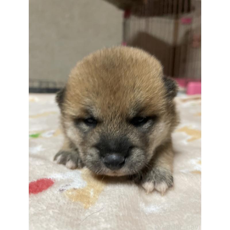 販売中の茨城県の柴犬-425868の2枚目