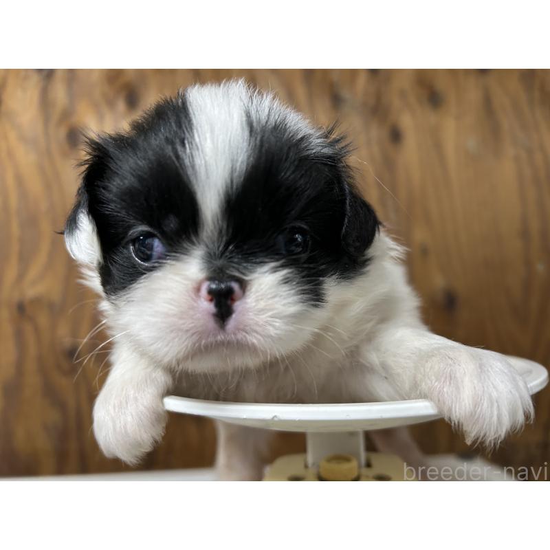 成約済の静岡県の狆 (チン)-424011の8枚目