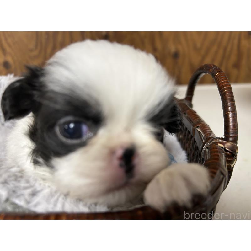 成約済の静岡県の狆 (チン)-424016の8枚目