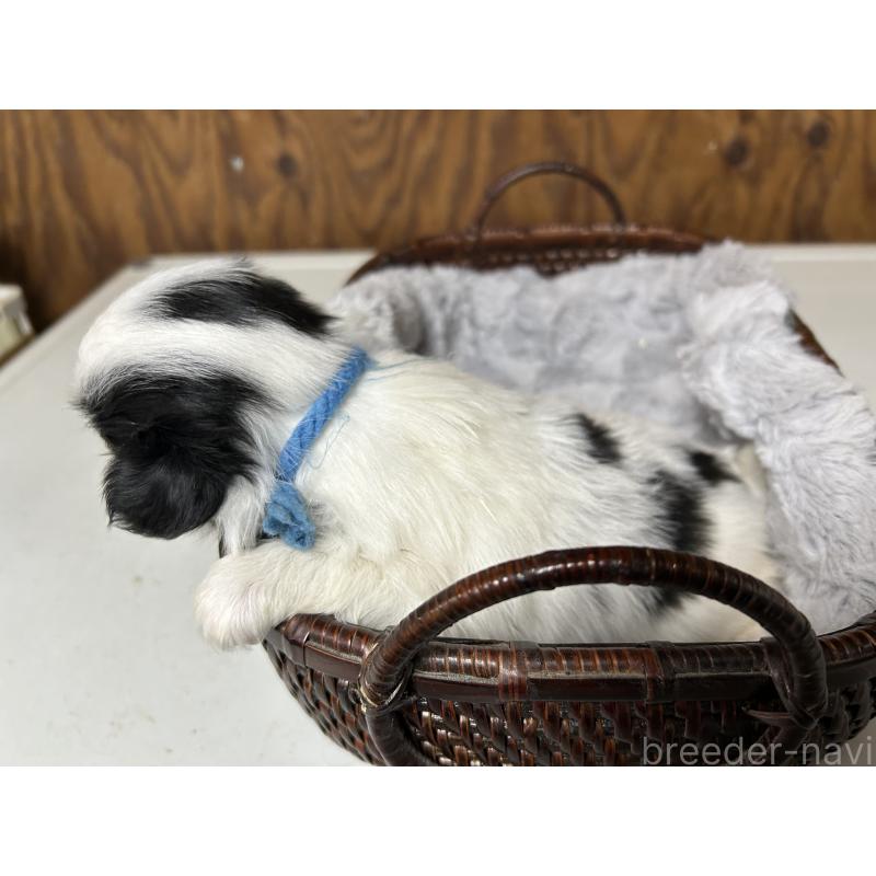 成約済の静岡県の狆 (チン)-424016の7枚目