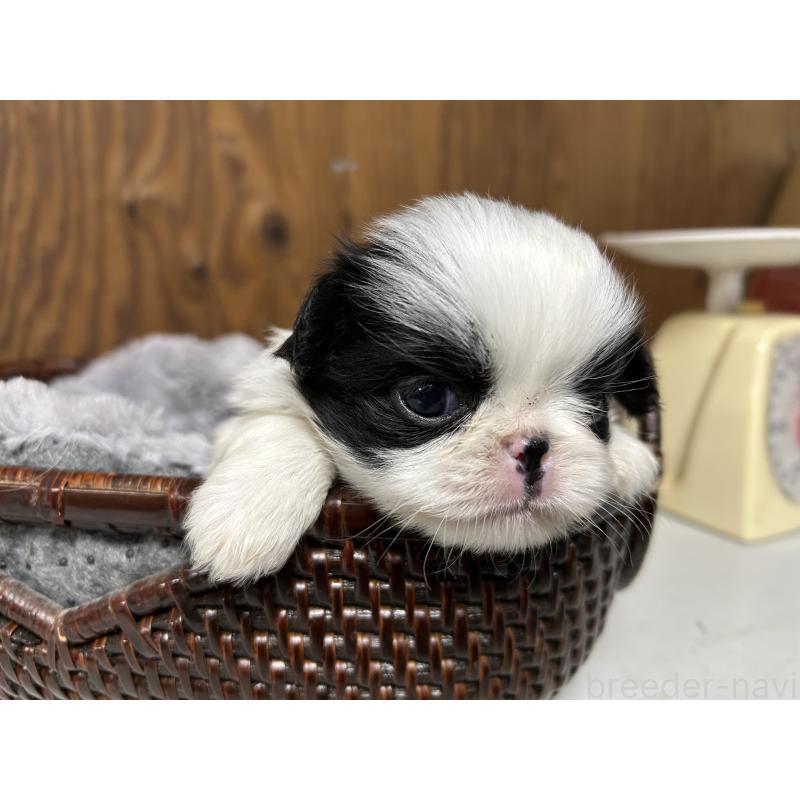 成約済の静岡県の狆 (チン)-424016の5枚目