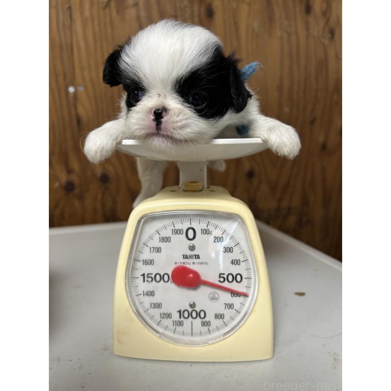 成約済の静岡県の狆 (チン)-424016の4枚目