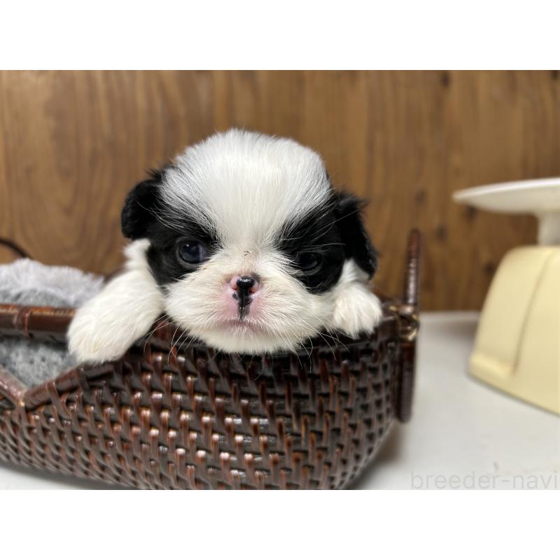 成約済の静岡県の狆 (チン)-424016の2枚目