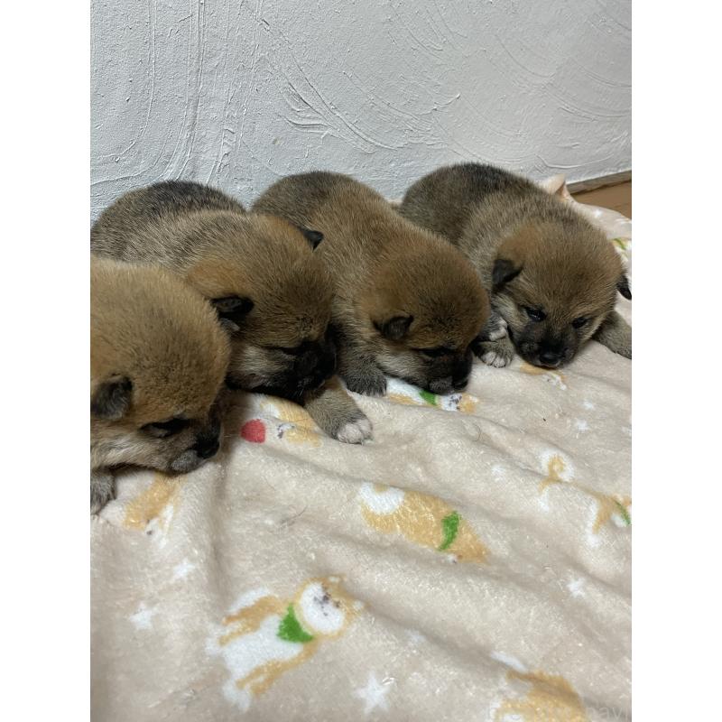 販売中の茨城県の柴犬-425869の6枚目