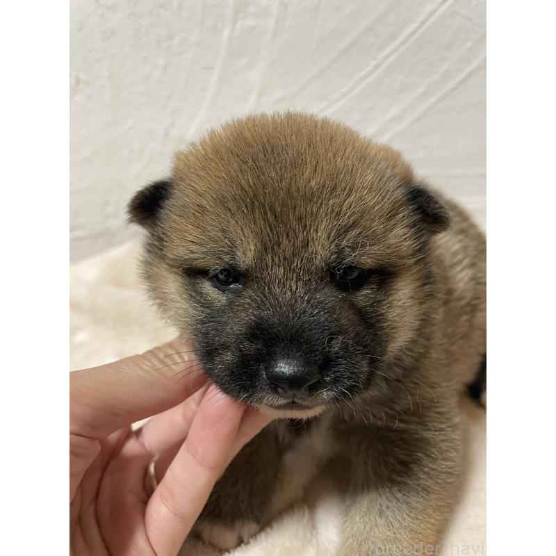 販売中の茨城県の柴犬-425869の5枚目