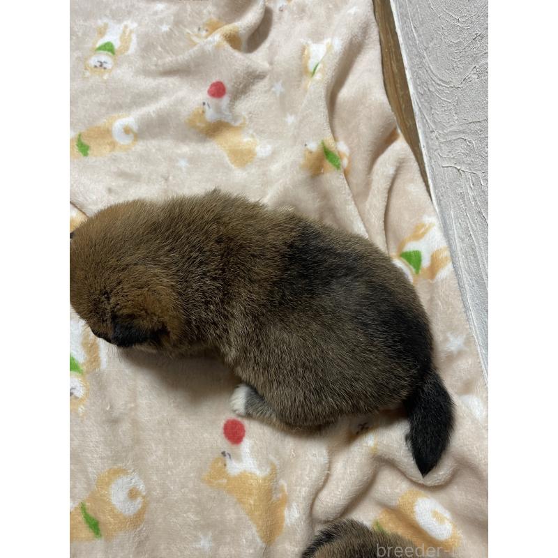 販売中の茨城県の柴犬-425869の4枚目