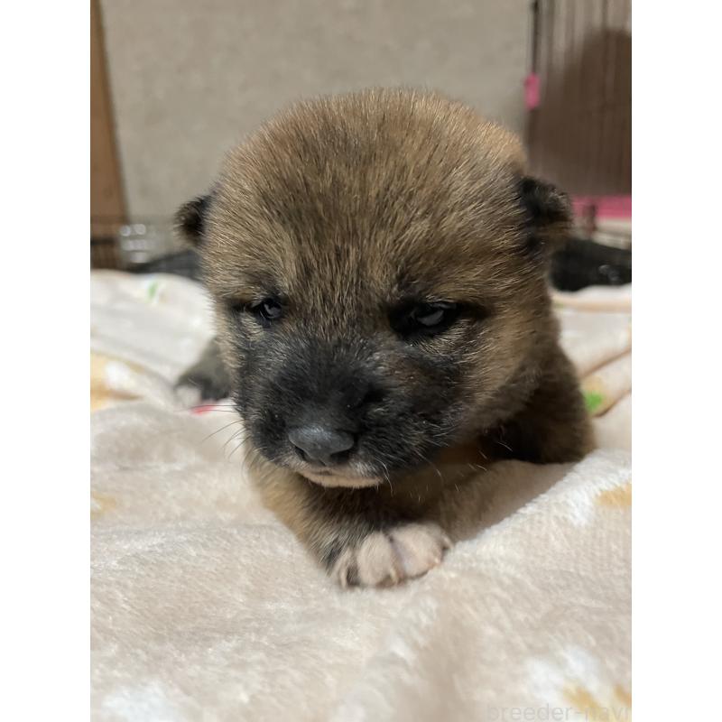 販売中の茨城県の柴犬-425869の3枚目