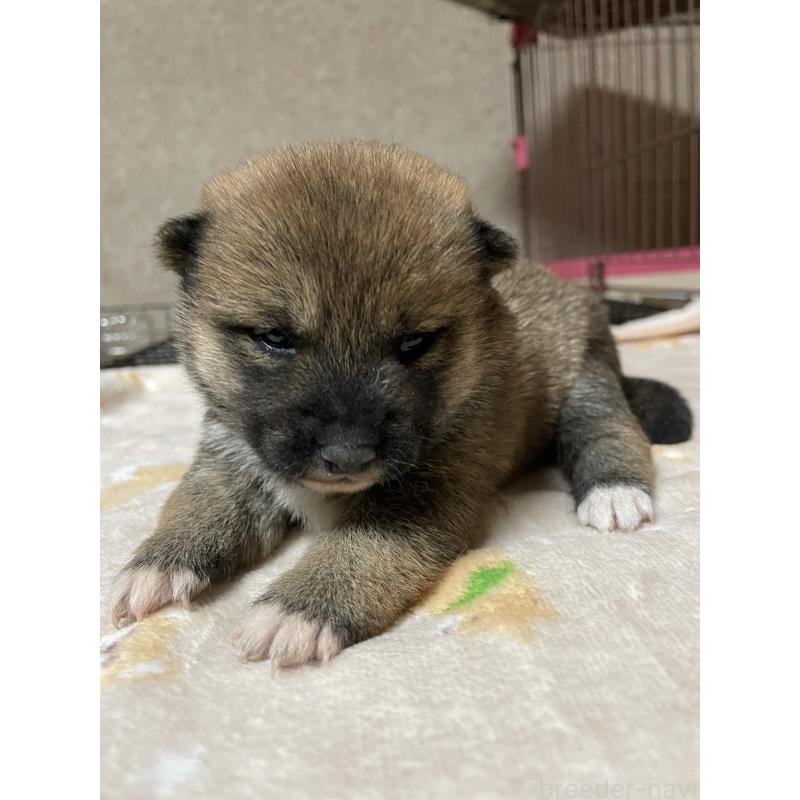 販売中の茨城県の柴犬-425869の2枚目