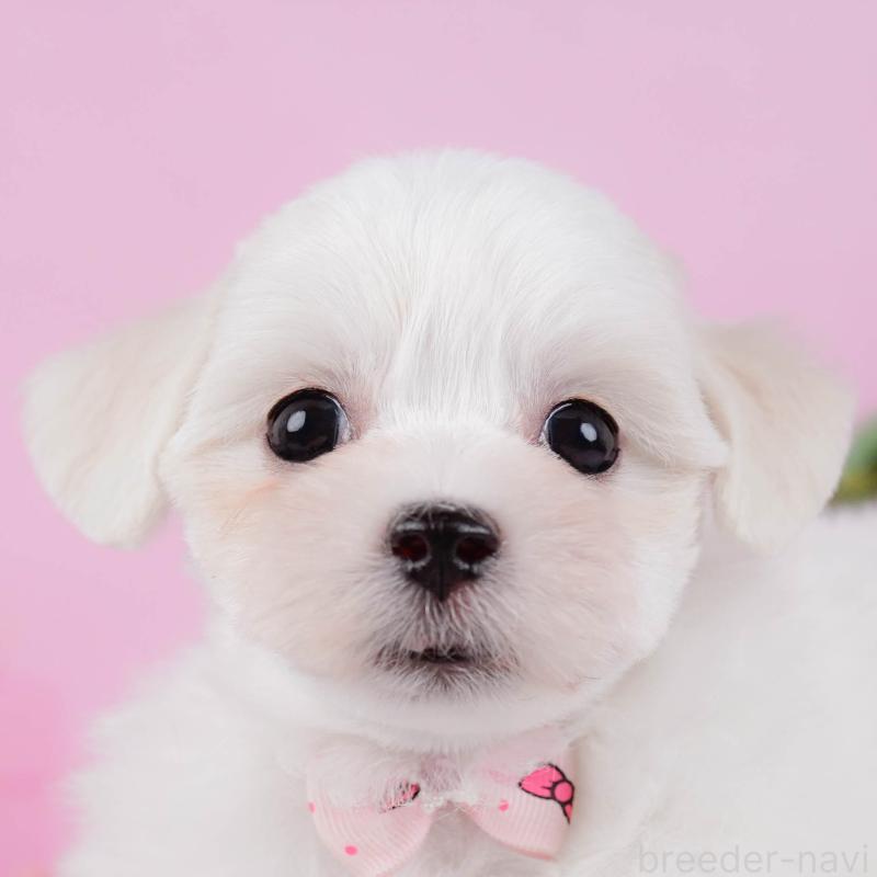 販売中の神奈川県のミックス犬-425870