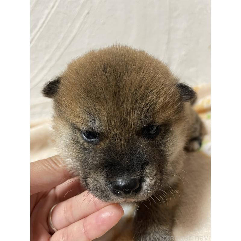 販売中の茨城県の柴犬-425872の5枚目