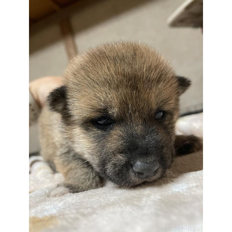 販売中の茨城県の柴犬-425872の3枚目