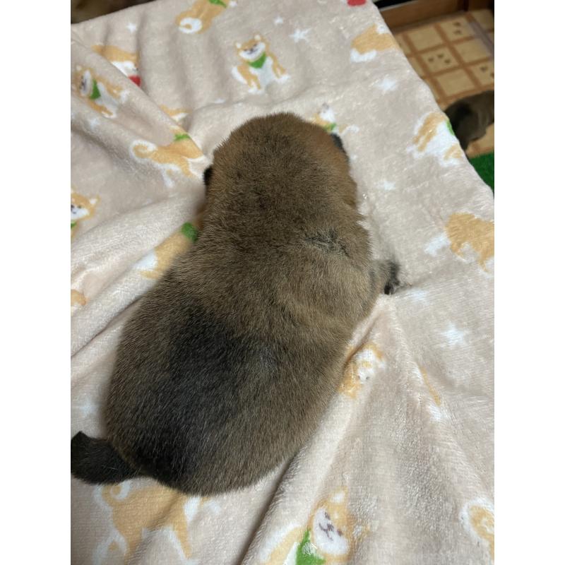 販売中の茨城県の柴犬-425872の2枚目